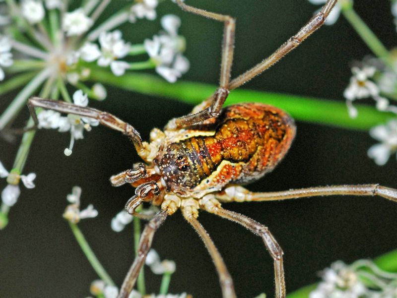 Mitopus morio - Phalangiidae